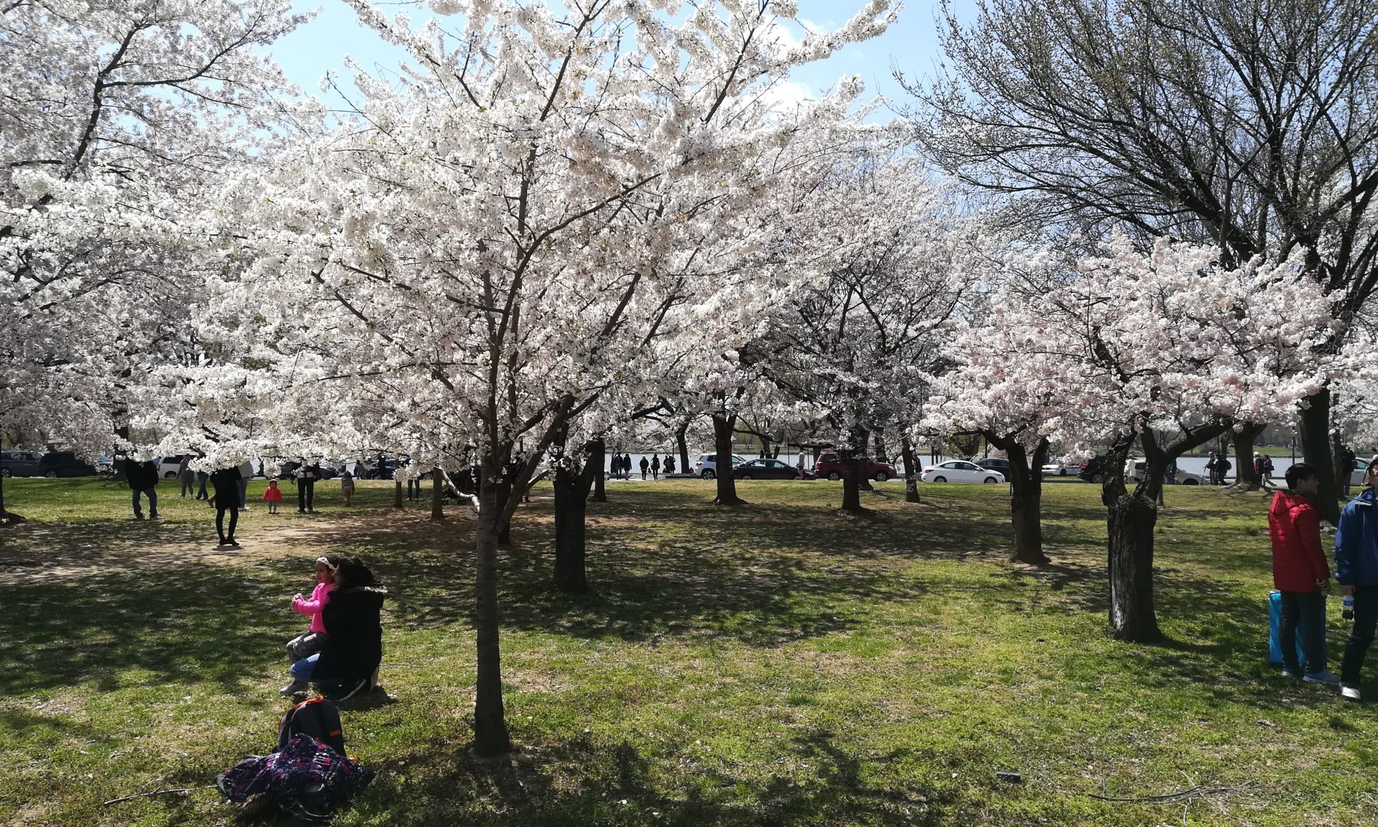 ワシントンの桜を見るなら3 4 15がオススメ テトリスの海外旅行